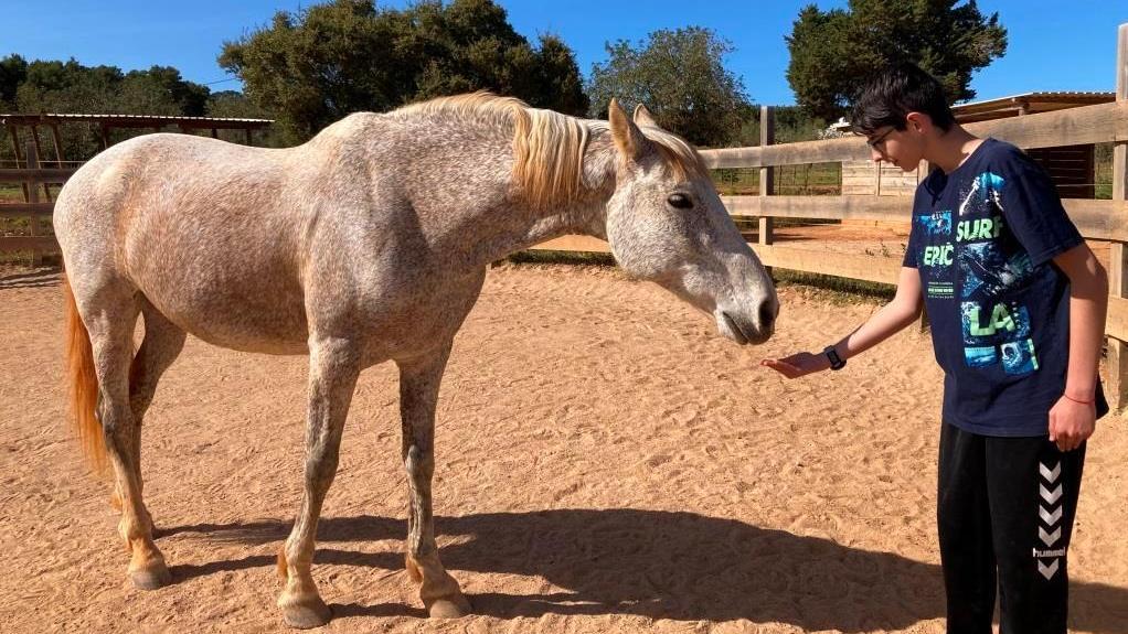 Proyecto de terapias ecuestres e intervención asistida con caballos