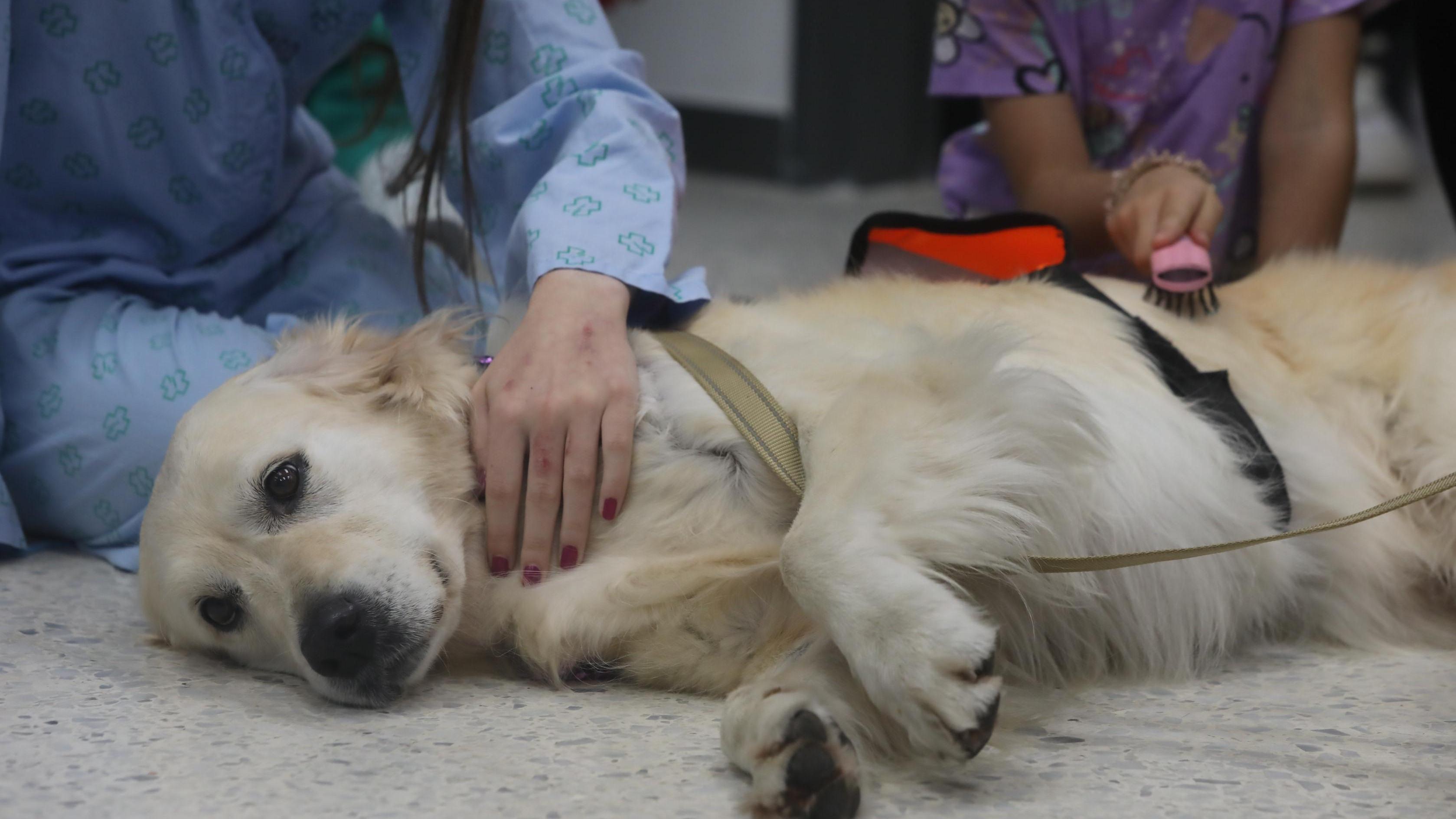 Programa de terapia con perros para niños con enfermedades de larga duración, crónicas o terminales