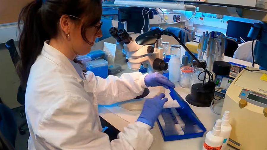 Hacia un ensayo clínico con terapia génica SPG52